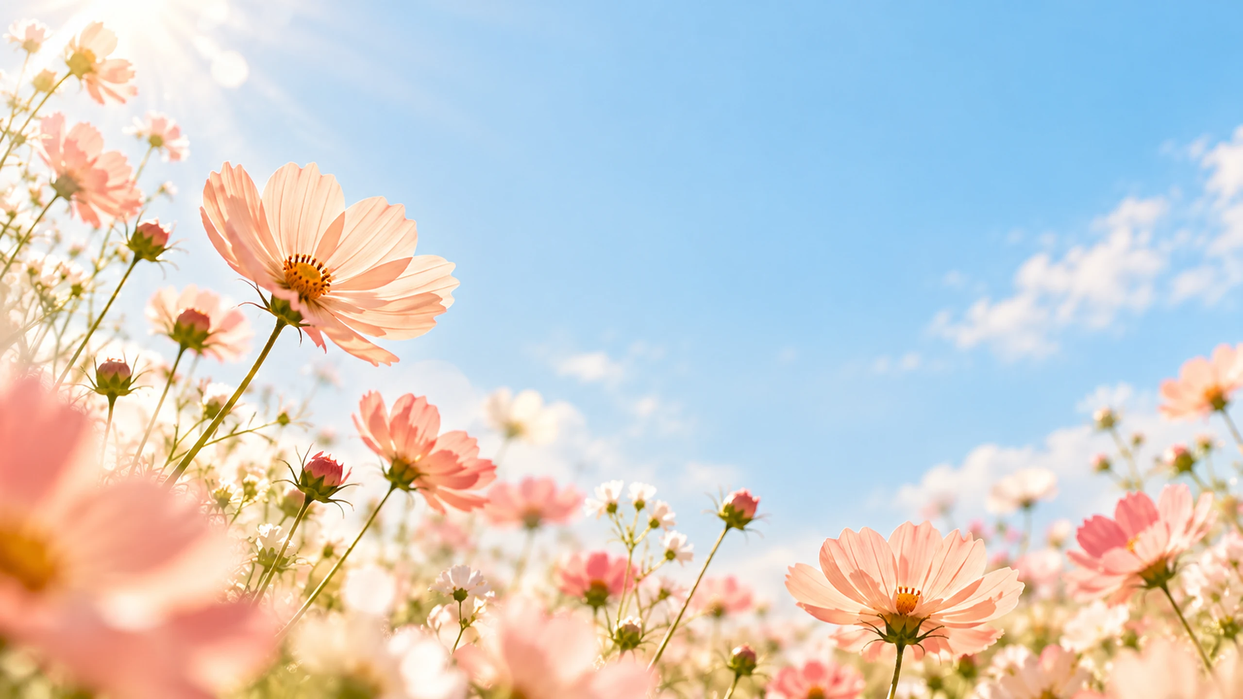 Peach cosmos botanical field under sunny blue sky