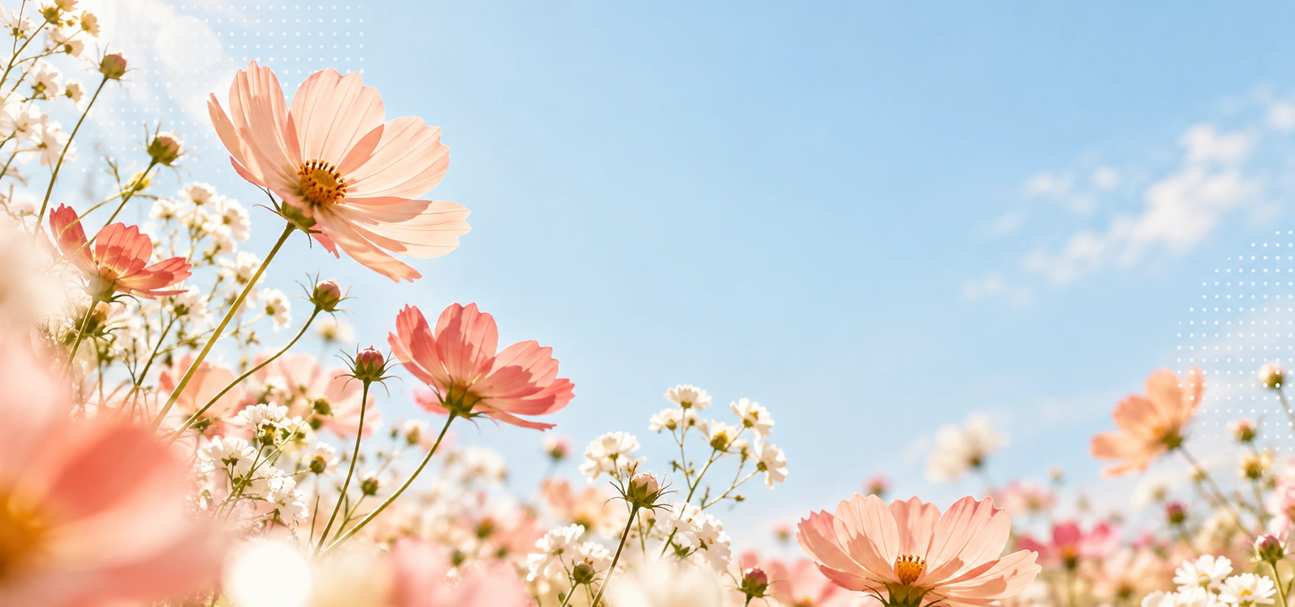 Sunlit peach cosmos flowers meadow