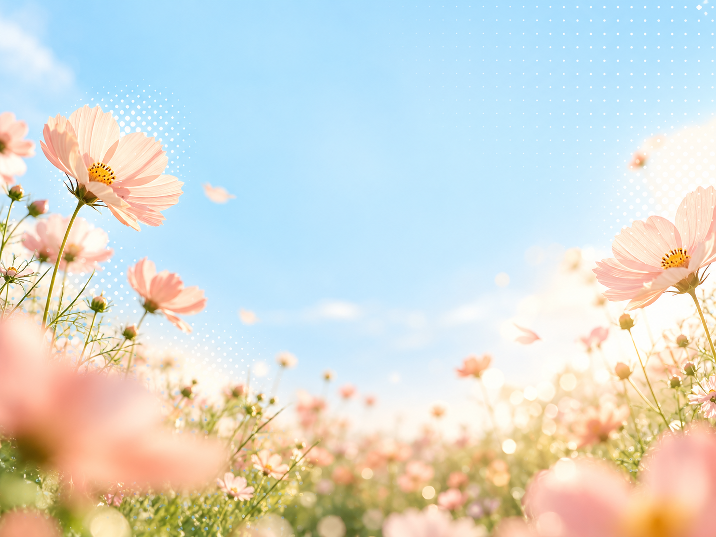 Dreamy Cosmos Meadow Under Blue Skies
